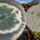 What Is Alogum? Everything About This Rare Soil Fungus